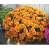 Саженец хризантемы мультифлора Молфетта Оранж (Molfetta Orange) (Оранжевая ): фото и описание