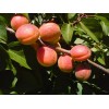 Абрикос Алеша: фото и описание