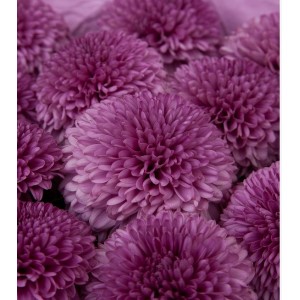 Хризантема Густав