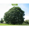 Саженцы дуба Каштанолистный 100-150 см -  5 шт.: фото и описание
