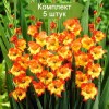 Луковицы гладиолуса крупноцветковый Саншайн (Sunshine) -  5 шт.: фото и описание