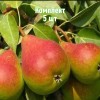 Комплект 5шт / Груша Северянка краснощекая