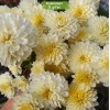 Саженцы хризантемы мультифлора Осса (Светло-желтая ) -  5 шт.: фото и описание