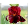 Саженцы ириса Ред Зингер (Red Zinger) -  5 шт.: фото и описание