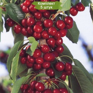 Комплект 5шт / Колоновидная черешня Восторг