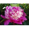 Саженцы пиона Селебрити (Celebrity) -  5 шт.: фото и описание