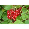 Саженцы смородины Красный Крест -  5 шт.: фото и описание