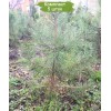 Сеянцы сосны Крымская до 20 см -  5 шт.: фото и описание