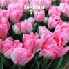 Комплект 5шт / Тюльпан Фокстрот