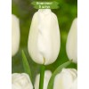 Луковицы тюльпана Сноуборд (Snowboard) -  5 шт.: фото и описание