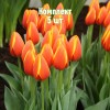 Комплект 5шт / Тюльпан Ворлд Фаворит