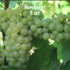 Комплект 5шт / Виноград Алиготе