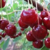 Комплект 5шт / Вишня Песковацкая