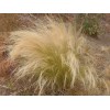 Саженец Ковыли: фото и описание