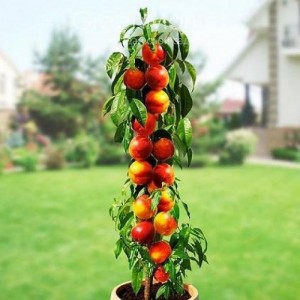 НЕКТАРИН КОЛОНОВИДНЫЙ МЕДОВАЯ СЛАДОСТЬ