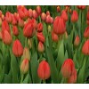 Срезка Луковица Тюльпанаов на 8 марта оптом Луковица Тюльпана Эста Бонита (Esta Bonita): фото и описание