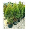 Туя Смарагд 60-100 см: фото и описание