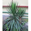 Саженец юкки Алоэлистная: фото и описание